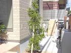 木製調目隠しフェンス塀 LIXILリクシ... シンボルツリー ホンコンエンシス 常緑樹...