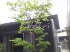 木製目隠し板塀の外構施工例(現場番号:9... シンボルツリー 植栽 落葉ハチウワカエデ