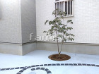 目隠し　植栽　施工例ご紹介♪　大東市 -...