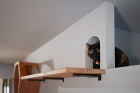 キャットウォーク、ネコトンネルから顔をだす愛猫のココちゃん。マンションリノベーション京都 キャットウォーク、ネコトンネルから顔をだす愛猫のココちゃん。マンションリノベーション京都