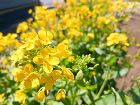 春の家庭菜園　野菜の花も咲いてます|井戸... gennsukena.jpg