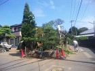 移植作業