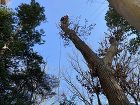 施工事例 アーカイブ | 2ページ目 (... 特殊伐採　植木屋　柏木園