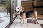 ハピーナで 愛犬が快適に過ごせる空間づく... 3