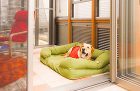 ココマ? ガーデンルームで愛犬と家族がも... 4