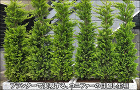 プランターへ植栽した生垣風のコニファーで目隠し効果を-八千代市S様邸 プランターへ植栽した生垣風のコニファーで目隠し効果を-八千代市S様邸