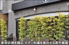 プランター植栽で黒竹が風になびく風景を-新宿区焼き鶏店 プランター植栽で黒竹が風になびく風景を-新宿区焼き鶏店