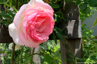 お庭つ?くりの施工例_美しさに目を惹くピンク色のバラ