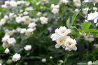 お庭つ?くりの施工例_花付き良い白花のモッコウバラ