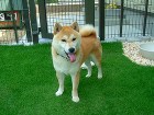 手間が省ける 　芝　TM9です