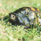 京阪グリーン | 滋賀・京都・大阪のエク...