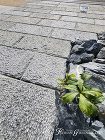 石貼りの門柱がモダンなオープン外構　守山市