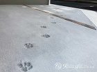 コンクリートにネコの足跡をあしらったオン... コンクリートにネコの足跡をあしらったオン...