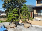 太田市M様邸｜造園｜外構工事｜本鞍馬の庭 20151013_093952.jpg