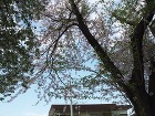 館林市K様邸｜8年の時を経て進化する庭。... DSCF0648.jpg
