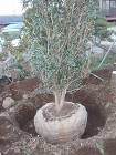 手掘りによる移植作業 手掘りによる移植作業