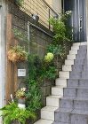 黒谷の庭 | green + garde... /wp-content/uploads/IMG_0805-708x1000.jpg