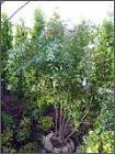 植木直販売場 | 渡城造園 | 山梨県富... 植木直販売11