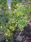 植木直販売場 | 渡城造園 | 山梨県富... 植木直販売12