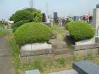 お墓剪定前 お墓剪定前