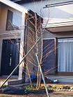 植栽施工例 　 造園・庭造り、竹垣、植木... ヒメシャラ　　裸姿