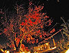 Japanese Restaurants 夜景