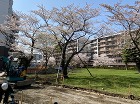 UR樹木支柱直し工事 UR樹木支柱直し工事