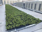 屋上緑化工事（東京）