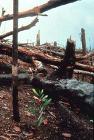 破壊されたパプアニューギニアの森