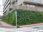 ヘデラカナリエンシスによる壁面緑化