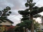 静岡県沼津市で造園と外構工事を行う株式会... https://iguchizouen.com/wp2/wp-content/uploads/1000001302-300x226.jpg