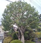 静岡県沼津市で造園と外構工事を行う株式会... https://iguchizouen.com/wp2/wp-content/uploads/1000016586-290x300.jpg
