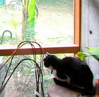 Y-House　ギャラリー　アトリエ　オ... SpaceFiles/03work/01juutaku/19Yhouse/19photo/43door-cat.jpg