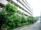 マンション緑地管理 マンション緑地管理