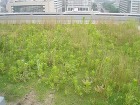 民間事業のマンション緑地管理 | 藤沢造... /civilian/example/apartment/images/image_mansion04a.jpg