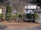 洋風庭園施工例３(生垣とヤマボウシを中心... 301.jpg