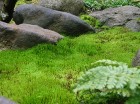 埼玉県さいたま市F邸の庭 ｜ 雑木・苔・... /wp-content/uploads/2011/12/RIMG0040-294x220.jpg