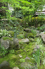 東京都北区N事務所の庭 ｜ 雑木・苔・和... http://daikouen.sakura.ne.jp/wp-content/uploads/2011/12/img_work6_3.jpg