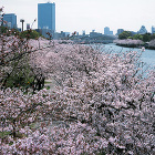 桜の会・平成の通り抜け, 大阪府大阪市, 2004-