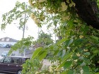 モッコウバラの誘因|植栽アーチの作り方|... d5d73984f6d340e97e5b...
