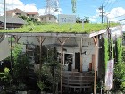 夏の節電｜屋上緑化で夏を涼しく快適な生活... IMG_1320