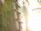 夏の節電|屋上緑化で夏を涼しく快適な生活... IMG_0119