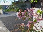 住宅展示場の庭森林セラピー|三和木春日井... アベリア