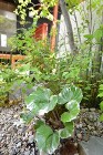 和風庭園・坪庭|愛知の庭・外構デザイン|... 90505951d83b52f4833c...