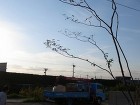 モダンな雑木の庭｜木漏れ日を楽しむ外構　... ヤマボウシ