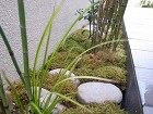 ミサワホーム外構工事｜雑木の庭|愛知の庭... 苔　トクサ