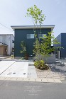 緑色のガルバニウムの家｜玄関先に雑木の庭... 大きなアオダモ