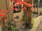 スクリーンウォール目隠し｜圧迫感のない高... ヤマモミジ