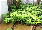 風雅伝　Fu-Garden; 意匠　-　... http://fugarden.com/images/BorderGarden/Border2.jpg