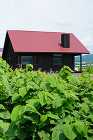 杉とレンガのナチュラルで健康的な「羊蹄山... 赤い屋根と黒い板張り外壁の家